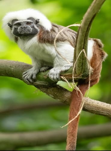 Mono en una rama verde