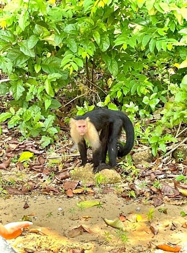 White-faced capuchin monkey in the Gatun Lake rainforest during a Panama Canal tour.