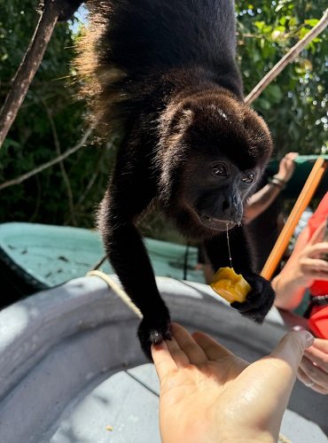 Monkey Island Tour Panama - Howler Eating from Hand
